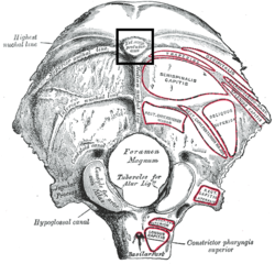 Gray129 External occipital protuberance.png