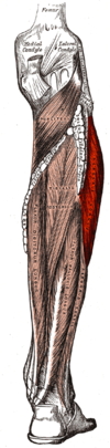 Musculus peroneus longus