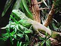 Green iguana