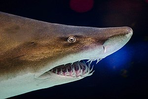 Grey nurse shark (Carcharias taurus) at the Mi...