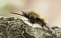 Bombylius major