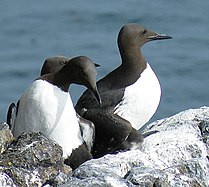 Trottellumme (Guillemot)