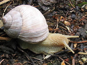 Shell and live animal of edible land pulmonate...