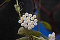 Hoya flower