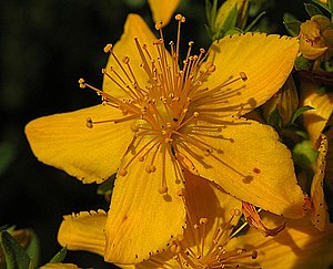 Echtes Johanniskraut (hypericum perforatum), a...