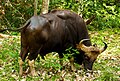 Gaur or Indian bison, Provincial animal of Bihar