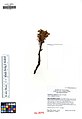 JEPS100410 Orobanche californica ssp. 
 condensa (5654183781). 
 jpg