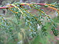 Juniperus brevifolia - Blätter