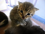 Kitten-stare.jpg