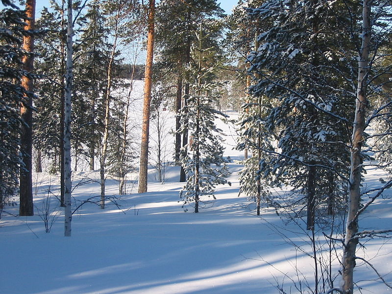 800px-Kortteenper%C3%A4_forest_in_winter.jpg