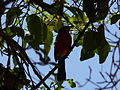 Goldscheitelwürger Yellow-crowned Gonolek