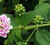 Lantana camara fruit.jpg