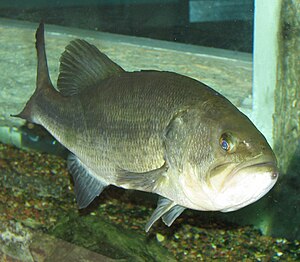 Largemouth Bass - Micropterus salmoides