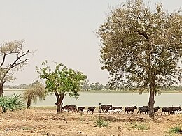 Madarounfa – Veduta