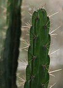 Leptocereus sylvestris