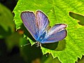 Dume la Leptotes pirithous