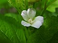 2010年9月16日 (木) 07:47時点における版のサムネイル