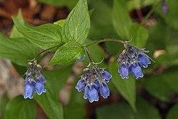 Mertensia paniculata (Matanuska-árdal, Alaska)