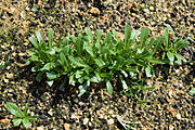 Mibuna (Brassica rapa var. laciniifolia subvar. oblanceolata)