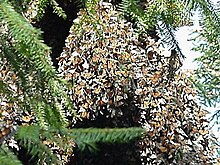 Větve jedle posvátné obsypané hejnem motýlů monarchů stahovavých