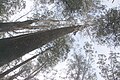 Reaching for the sky, Kalatha giant tree walk, Sylvia Creek Rd, Toolangi, Victorian Central Highlands, Australia