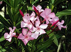 Nerium oleander flowers leaves.jpg