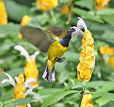 Male hovering while feeding