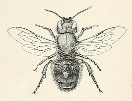 Osmia tricornis