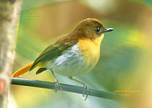 Bilete frå byen Puerto Princesa, Palawan Foto: Carlo Benitez Gomez