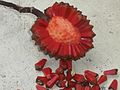 Fruit-head detail of the reddish ripe drupes.