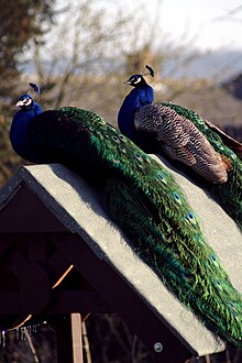 Percy and Pierre the Peacocks enjoy the afternoon sun in an Overton back garden Pandp-catch-winter-sun.jpg