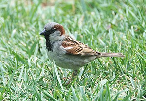 Passer domesticus