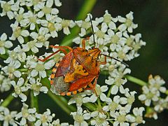 Description de l'image Pentatomidae - Carpocoris pudicus-3.JPG.