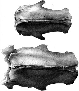 Estern d'una femella (a dalt) i mascle (a baix)