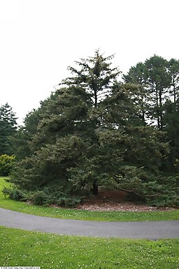 Bayard Cutting Arborétum, New York, Oakdale