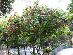 喺香港沙田公園種嘅吊芙蓉