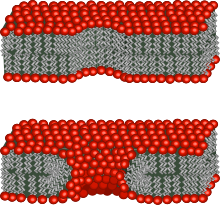 Schematic showing two possible conformations of the lipids at the edge of a pore. In the top image the lipids have not rearranged, so the pore wall is hydrophobic. In the bottom image some of the lipid heads have bent over, so the pore wall is hydrophilic. Pore schematic.svg