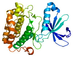 Белок PDPK1 PDB 1h1w.png