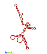 Listeria snRNA rliA: Predicted secondary structure taken from the Rfam database. Family RF01464.