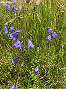 Rundblättrige Glockenblume (Campanula rotundifolia)