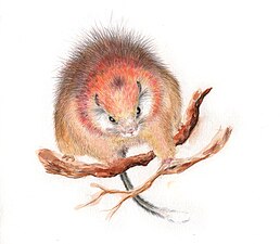 27/05: Il·lustració científica d'un Santamartamys rufodorsalis, rosegador rar de la serra colombiana