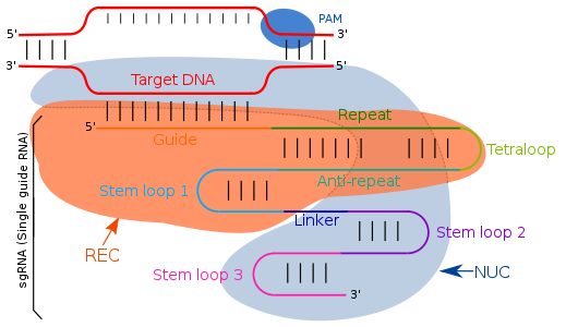 Схематична структура на тернарния комплекс Cas9-sgRNA-DNA .svg