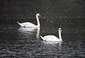 Swan, taken with Samyang/Walimex 500mm f/8.0