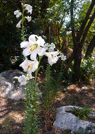שושן צחור - גאופיט ממשפחת השושניים, בעל בצל גדול ופרחים לבנים גדולים בני 6 עלי כותרת.