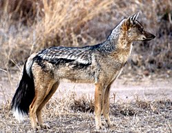 Stribet sjakal (Canis adustus)