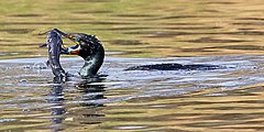 Cormorant with fish