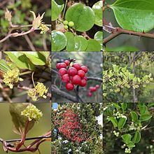 Smilax china (Montage s3).jpg