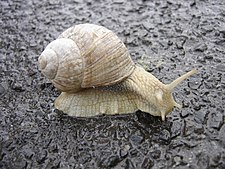 Burgundy snail (H. pomatia) Snail.jpg