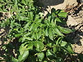 Solanum tuberosum Kuhbauch (02) .jpg