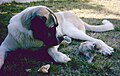 Mastín Español, Spanischer Mastiff